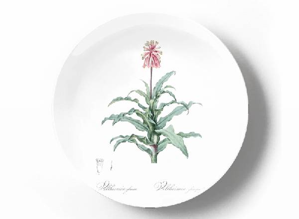 Декоративная тарелка Пьер Жозеф Редуте Вельтгеймия Капенсис
