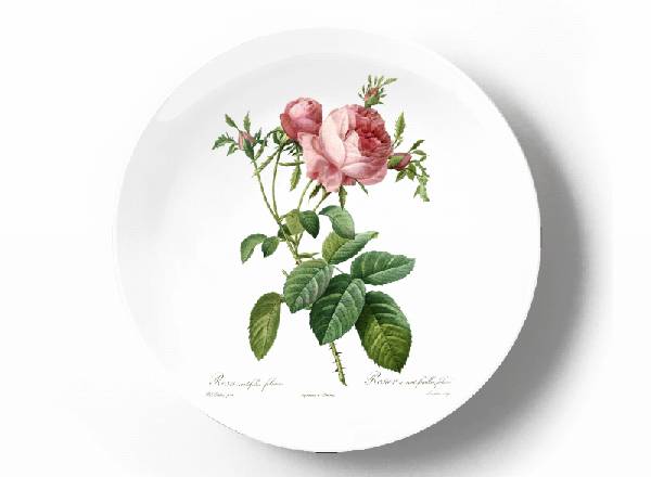 Decorative plate Pierre-Joseph Redouté Rosa centifolia foliacea