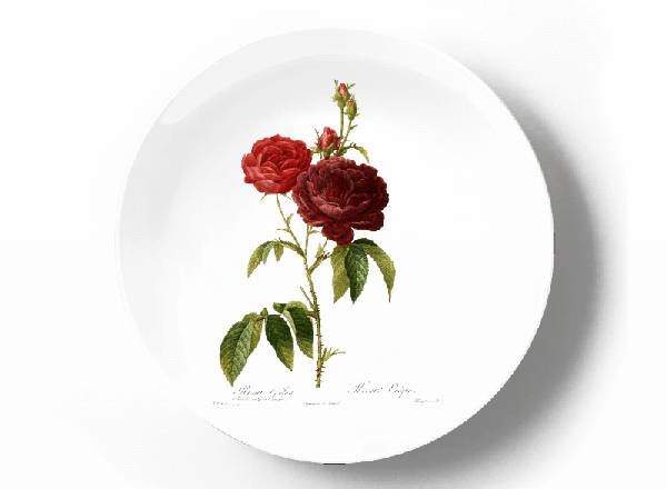 Decorative plate Pierre-Joseph Redouté Rosa gallica purpuro violacea magna