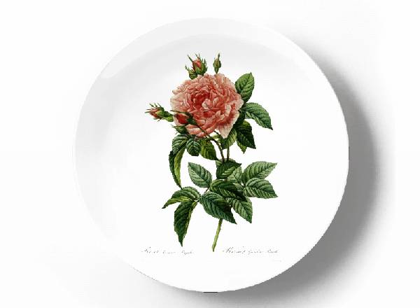 Decorative plate Pierre-Joseph Redouté Rosa gallica regalis