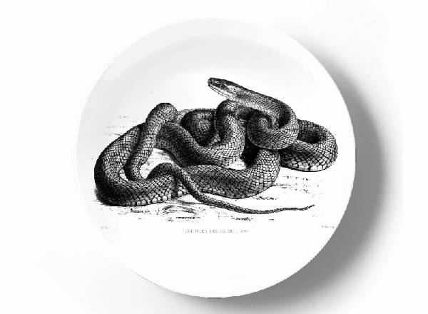 Decorative plate Karl Gustav Jahrmargt Amazon puffing snake