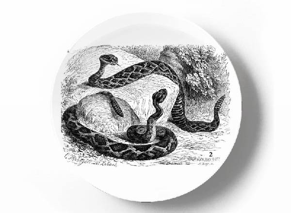 Decorative plate Karl Gustav Jahrmargt Crotalus adamanteus